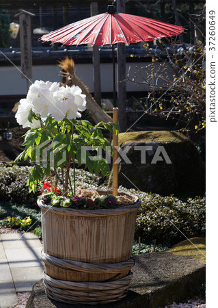上野Toshogu種植的植物的白色按鈕花 上野Toshogu種植的植物的白色按鈕花 37260649