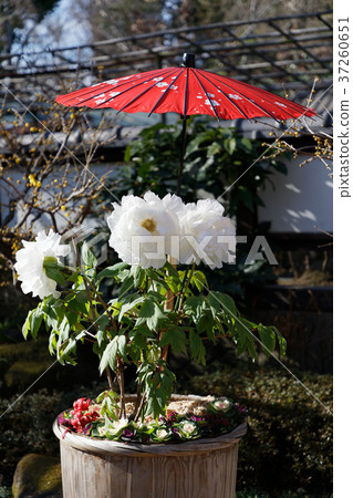 上野Toshogu種植的植物的白色按鈕花 上野Toshogu種植的植物的白色按鈕花 37260651