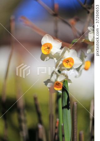Ueno Toshogu Shrine's yellow daffodils 37260653