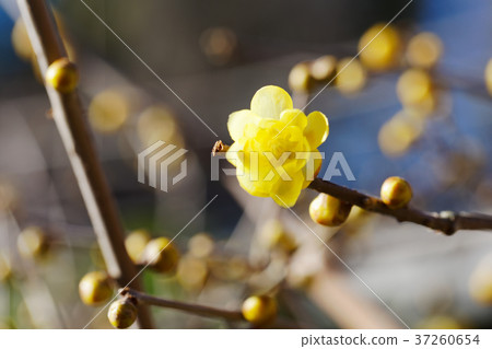 上野東照宮的黃色再見花 上野東照宮的黃色再見花 37260654