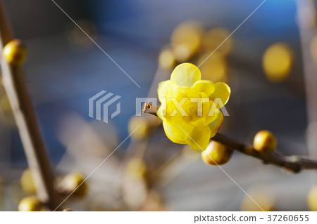 Ueno Toshogu Shrine's Yellow Lowbye Flower Ueno Toshogu Shrine's Yellow Lowbye Flower 37260655
