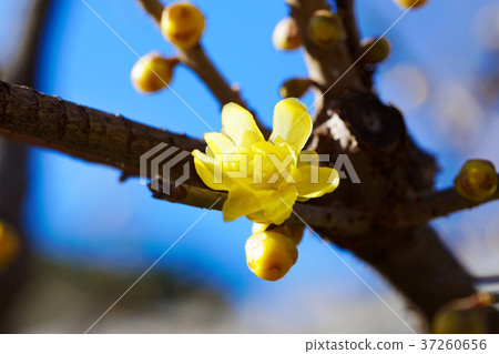 Ueno Toshogu Shrine's Yellow Lowbye Flower Ueno Toshogu Shrine's Yellow Lowbye Flower 37260656