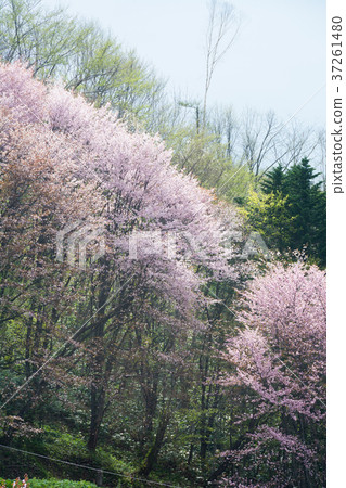 Cherry blossoms in full bloom Cherry blossoms in full bloom 37261480