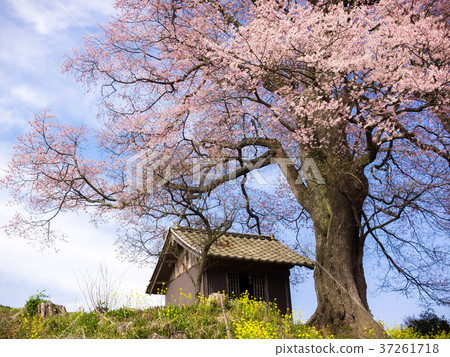 Three spring Tenchizakura Tenjin cherry blossoms Three spring Tenchizakura Tenjin cherry blossoms 37261718