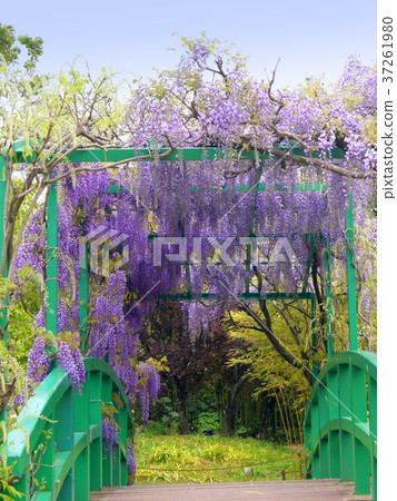 Fuji flower (Hamanako Garden Park) blooming in the pond of Monet 37261980