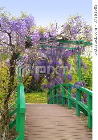盛開在莫奈池塘的富士花(Hamanako庭院公園) 盛開在莫奈池塘的富士花(Hamanako庭院公園) 37261985