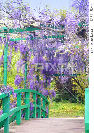 盛開在莫奈池塘的富士花(Hamanako庭院公園) 盛開在莫奈池塘的富士花(Hamanako庭院公園) 37261986