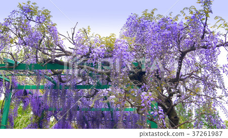 16:9富士花(濱名花園)在莫奈的池塘里盛開 16:9富士花(濱名花園)在莫奈的池塘里盛開 37261987