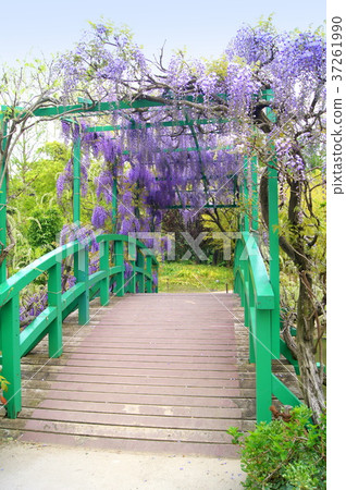 Fuji flower (Hamanako Garden Park) blooming in the pond of Monet 37261990