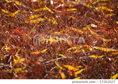 Hedge and fallen leaves 37262027