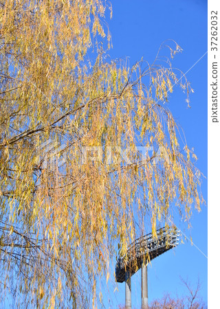 Yellowed willow and lighting Yellowed willow and lighting 37262032