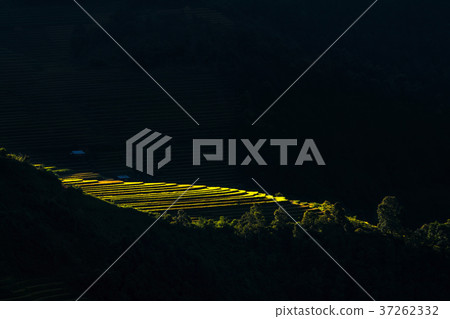 Rice fields on terraced of Mu Cang Chai District at sunrise time, YenBai province, Northwest Vietnam, worm tone Rice fields on terraced of Mu Cang Chai District at sunrise time, YenBai province, Northwest Vietnam, worm tone 37262332