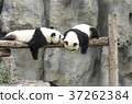 Baby pandas play together 37262384