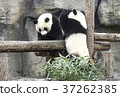Baby pandas play together 37262385