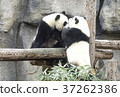 Baby pandas play together 37262386