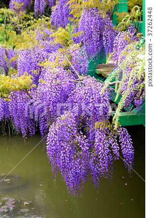 盛開在莫奈池塘的富士花（Hamanako庭院公園） 37262448