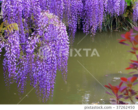Fuji flower (Hamanako Garden Park) blooming in the pond of Monet 37262450