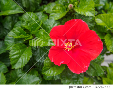 Red hibiscus flower on a green background. 37262452