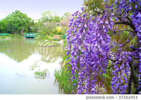 盛開在莫奈池塘的富士花（Hamanako庭院公園） 37262453
