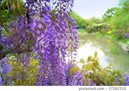 盛開在莫奈池塘的富士花(Hamanako庭院公園) 盛開在莫奈池塘的富士花(Hamanako庭院公園) 37262510