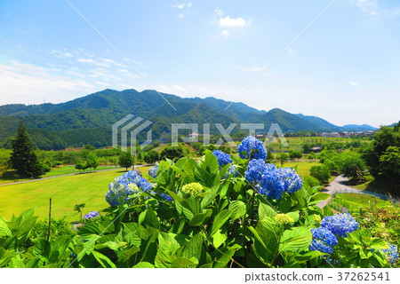 Hydrangea landscape 4 by the lake 37262541
