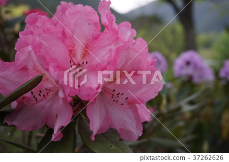Rhododendron Rhododendron 37262626