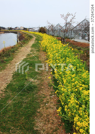 Ira湖在春天 37264164