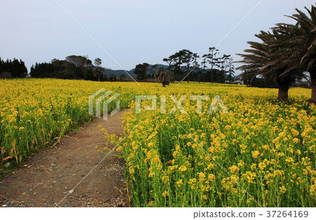 Ira湖在春天 37264169