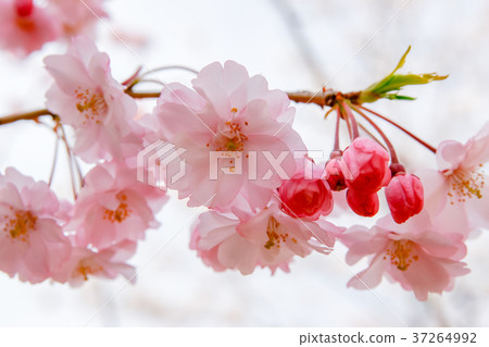 櫻花/紅色雙葉藤（Yae benisidale）/ Cerasus spachiana'Pleno-rosea' 37264992