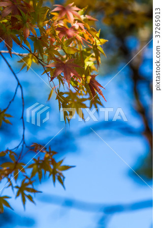 秋葉圖像 37265013