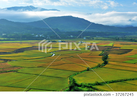稻田,耕作,田,米,農田,農業,農作物,農產品,亞洲,台灣,臺灣,中華台北,花蓮 37267245