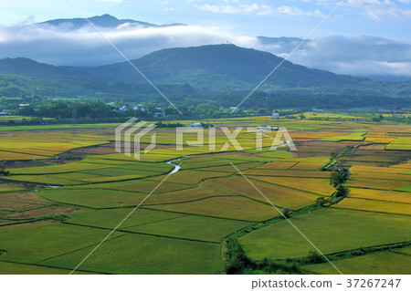 Rice fields, farming, fields, rice, farmland, agriculture, crops, agricultural products, Asia, Taiwan, Taiwan, Chinese Taipei, Hualien 37267247