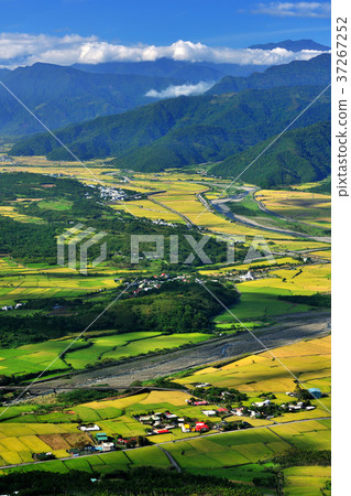 East Rift Valley, rice fields, farming, fields, rice, farmland, agriculture, crops, agricultural products, Asia, Taiwan, Taiwan, Chinese Taipei, Hualien, Yuli East Rift Valley, rice fields, farming, fields, rice, farmland, agriculture, crops, agricultural products, Asia, Taiwan, Taiwan, Chinese Taipei, Hualien, Yuli 37267252