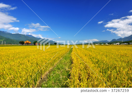 East Rift Valley, Paddy Field, Farming, Field, Rice, Farmland, Agriculture, Crops, Agricultural Products, Asia, Taiwan, Taiwan, Chinese Taipei, Hualien, Chihshang, Blue Sky, Sunny 37267259