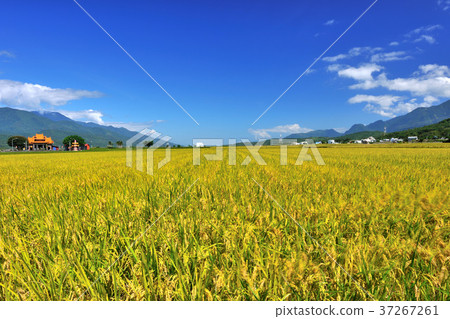 花東縱谷,稻田,耕作,田,米,農田,農業,農作物,農產品,亞洲,台灣,臺灣,中華台北,花蓮,池上,藍天,晴朗 花東縱谷,稻田,耕作,田,米,農田,農業,農作物,農產品,亞洲,台灣,臺灣,中華台北,花蓮,池上,藍天,晴朗 37267261