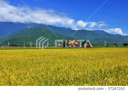 花東縱谷,稻田,耕作,田,米,農田,農業,農作物,農產品,亞洲,台灣,臺灣,中華台北,花蓮,池上,藍天,晴朗 37267262