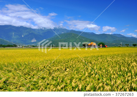 花東縱谷,稻田,耕作,田,米,農田,農業,農作物,農產品,亞洲,台灣,臺灣,中華台北,花蓮,池上,藍天,晴朗 37267263