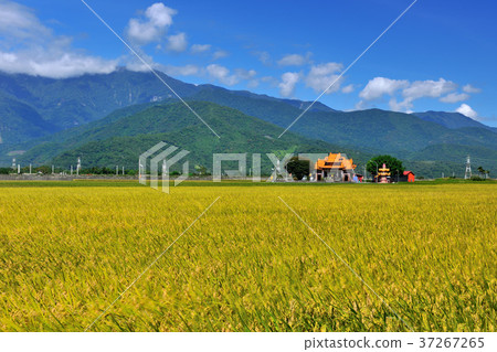 花東縱谷,稻田,耕作,田,米,農田,農業,農作物,農產品,亞洲,台灣,臺灣,中華台北,花蓮,池上,藍天,晴朗 37267265