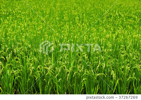 Close-up, ear, rice field, farming, field, rice, farmland, agriculture, crops, agricultural products, Asia, Taiwan, Taiwan, Chinese Taipei, Hualien, Chishang Close-up, ear, rice field, farming, field, rice, farmland, agriculture, crops, agricultural products, Asia, Taiwan, Taiwan, Chinese Taipei, Hualien, Chishang 37267269