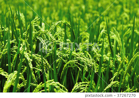 Close-up, ear, rice field, farming, field, rice, farmland, agriculture, crops, agricultural products, Asia, Taiwan, Taiwan, Chinese Taipei, Hualien, Chishang 37267270