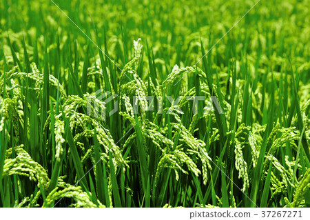 Close-up, ear, rice field, farming, field, rice, farmland, agriculture, crops, agricultural products, Asia, Taiwan, Taiwan, Chinese Taipei, Hualien, Chishang 37267271