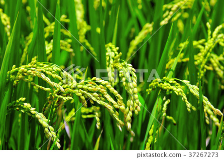 Close-up, ear, rice field, farming, field, rice, farmland, agriculture, crops, agricultural products, Asia, Taiwan, Taiwan, Chinese Taipei, Hualien, Chishang Close-up, ear, rice field, farming, field, rice, farmland, agriculture, crops, agricultural products, Asia, Taiwan, Taiwan, Chinese Taipei, Hualien, Chishang 37267273