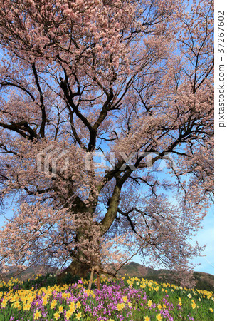 Cherry blossoms at Wang Jinzuka 37267602