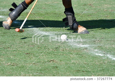 Focus the Horse Polo Ball Focus the Horse Polo Ball 37267774