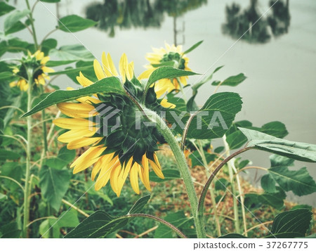 Close up of yellow sunflower 37267775
