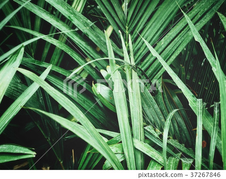 Palms leaves 37267846