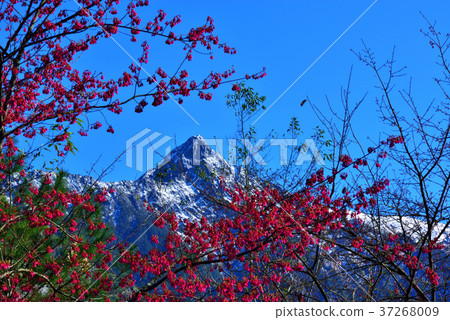 玉山,櫻花,花,天,藍,高峰,中華台北,臺灣,南投,晴朗,雪景,雪,山,高山,玉山國家公園 37268009