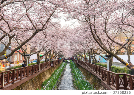 Spring Cherry blossom, Jinhae, South Korea 37268226