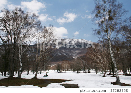 Kasugamine高原的早春仍然是雪 37268568