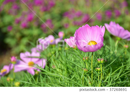 violet cosmos flower in the garden with copy space 37268691